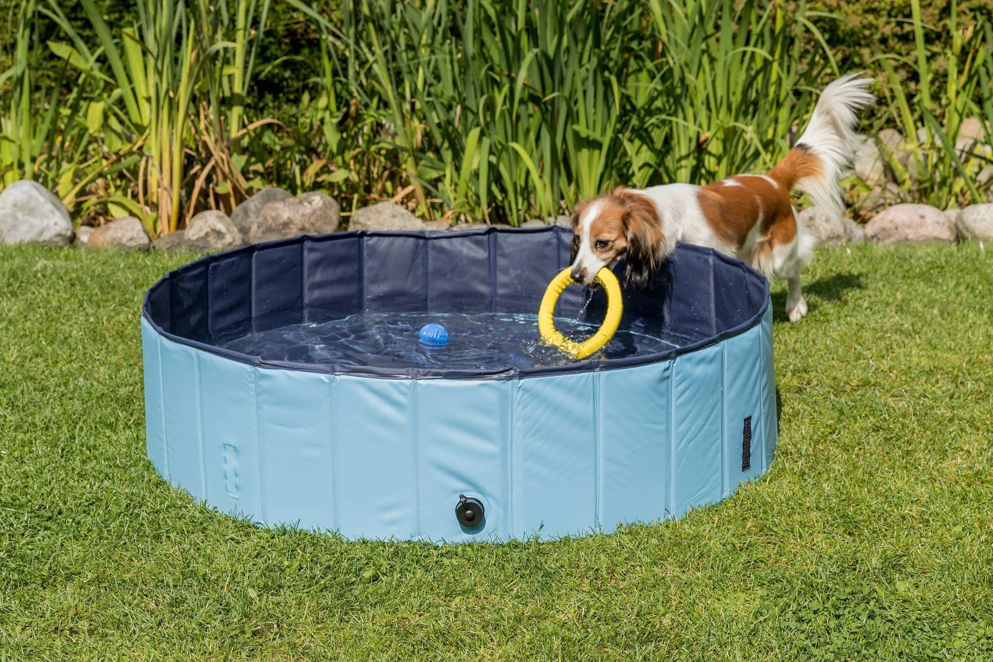 Swimming Pool For Dogs