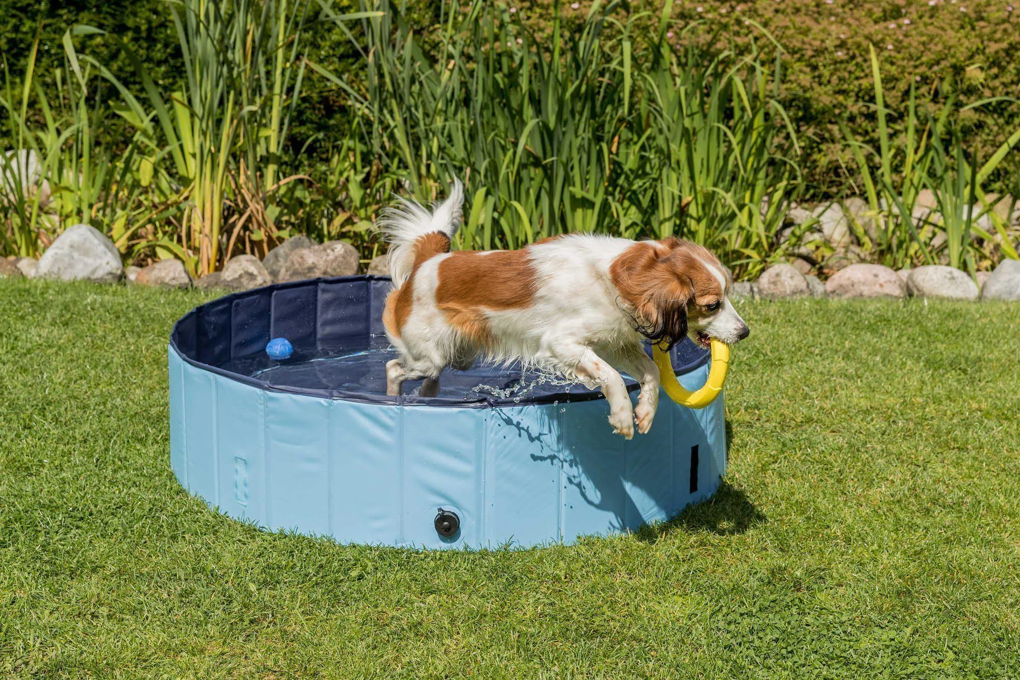 Swimming Pool For Dogs