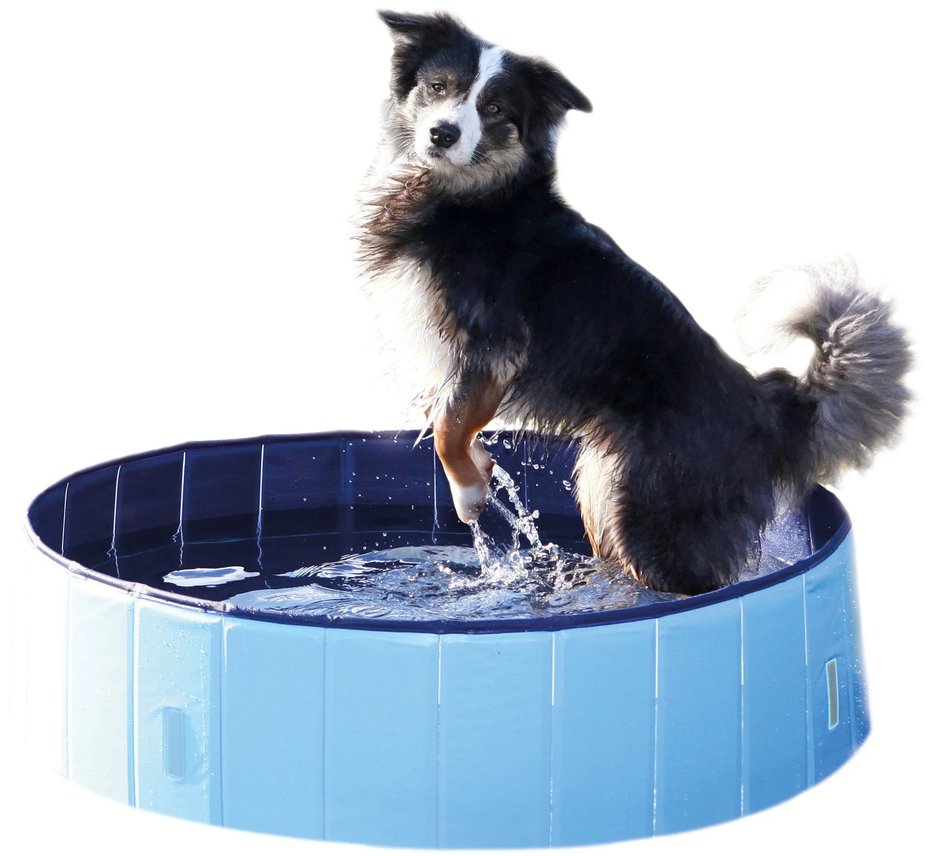 Swimming Pool For Dogs