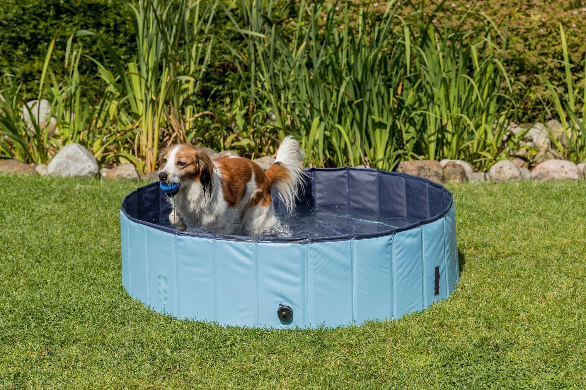 Swimming Pool For Dogs