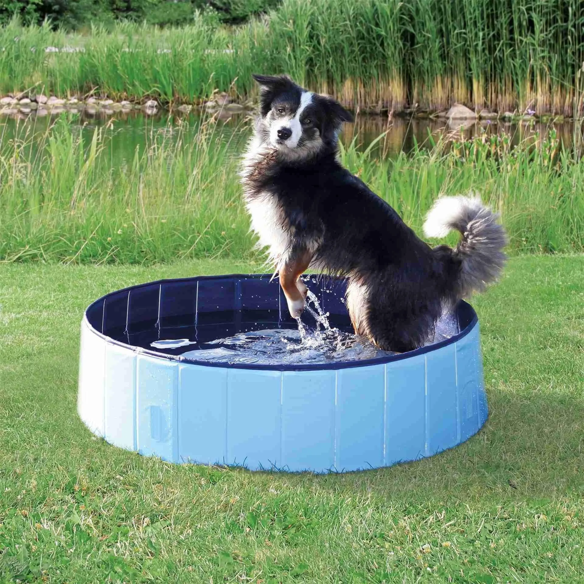 Swimming Pool For Dogs