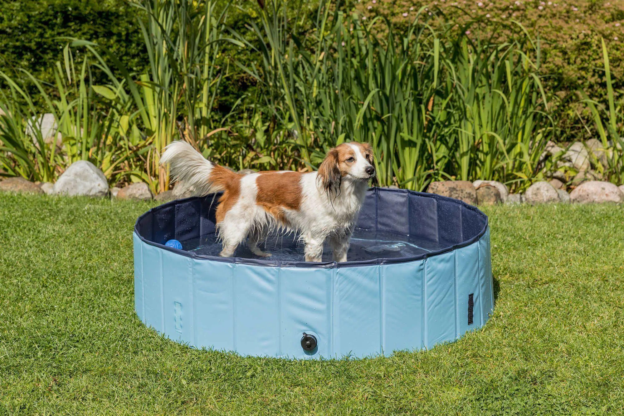 Swimming Pool For Dogs