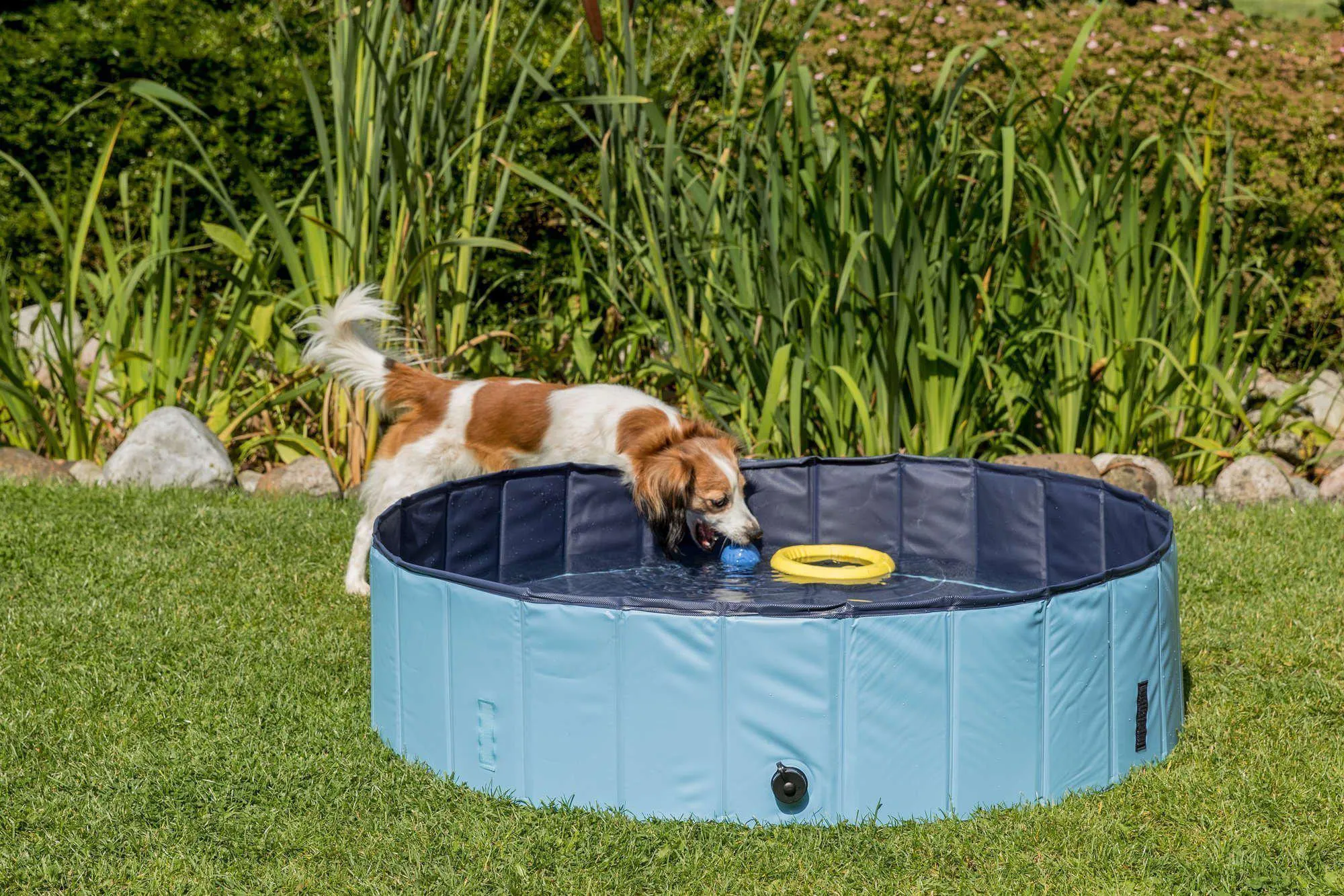 Swimming Pool For Dogs